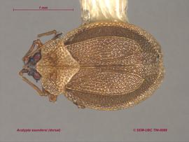   Acalypta saundersi , dorsal view; photo: Don Griffiths, Spencer Entomological Collection, Beaty Biodiversity Museum, UBC 
