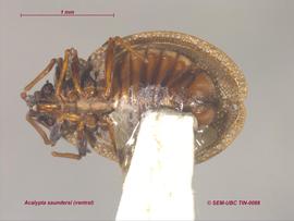   Acalypta saundersi , ventral view; photo: Don Griffiths, Spencer Entomological Collection, Beaty Biodiversity Museum, UBC 
