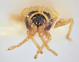   Agramma atricapillum  male, frontal view; photo: Paul Langlois, USDA APHIS PPQ ITP Node, bugwood.org 
