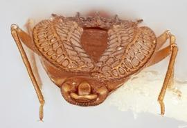   Campylosteira verna  male, caudal view; photo: Paul Langlois, USDA APHIS PPQ ITP Node, bugwood.org 
