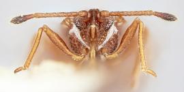   Campylosteira verna  male head, frontal view; photo: Paul Langlois, USDA APHIS PPQ ITP Node, bugwood.org 
