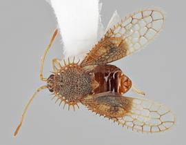   Carvalhotingis comitis  male, dorsal view; photo: Paul Langlois, USDA APHIS PPQ ITP Node, bugwood.org 
