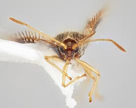   Carvalhotingis comitis  male, frontal view; photo: Paul Langlois, USDA APHIS PPQ ITP Node, bugwood.org 
