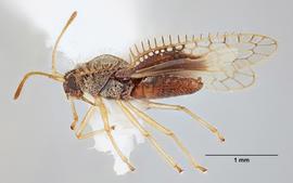   Carvalhotingis comitis  male, lateral view; photo: Paul Langlois, USDA APHIS PPQ ITP Node, bugwood.org 
