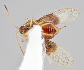   Carvalhotingis comitis  male, ventral view; photo: Paul Langlois, USDA APHIS PPQ ITP Node, bugwood.org 
