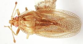   Chorotingis indigena , dorsal view; photo: Sindhu Krishnankutty 
