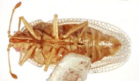   Chorotingis indigena , ventral view; photo: Sindhu Krishnankutty 
