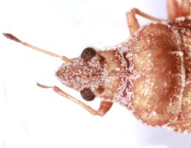  Cnemiandrus typicus  head and thorax, dorsal view; photo: Sindhu Krishnankutty 
