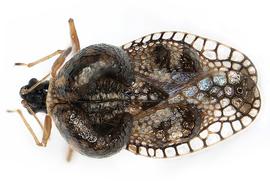   Cochlochila bullita , dorsal view; photo courtesy of USDA APHIS PPQ ITP imageID 
