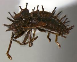   Cochlochila bullita  nymph, lateral view; photo courtesy of USDA APHIS PPQ ITP imageID 
