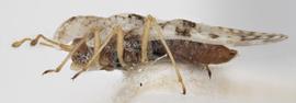   Corythaica caestri , lateral view; photo: Pests and Diseases Image Library, bugwood.org, (CC) BY-NC 3.0 
