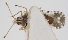   Corythaica caestri , ventral view; photo: Pests and Diseases Image Library, bugwood.org, (CC) BY-NC 3.0 

