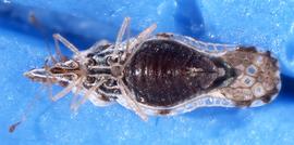   Corythaica carinata , ventral view; photo courtesy of USDA APHIS PPQ ITP imageID 
