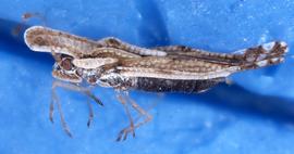   Corythaica carinata , lateral view; photo courtesy of USDA APHIS PPQ ITP imageID 
