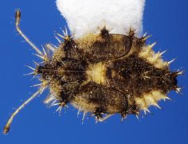   Corythaica carinata  nymph, dorsal view; photo courtesy of USDA APHIS PPQ ITP imageID 
