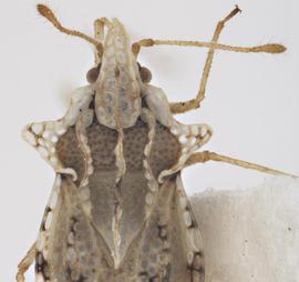   Corythaica cyathicollis  head and thorax, dorsal view; photo: Pests and Diseases Image Library, bugwood.org, (CC) BY-NC 3.0 

