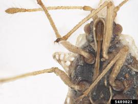   Corythaica cyathicollis  anterior, ventral view; photo: Pests and Diseases Image Library, bugwood.org, (CC) BY-NC 3.0 
