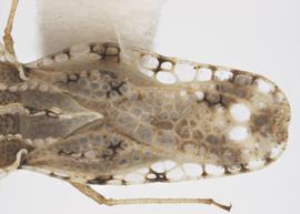   Corythaica cyathicollis  thorax and abdomen, dorsal view; photo: Pests and Diseases Image Library, bugwood.org, (CC) BY-NC 3.0 
