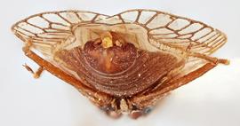   Derephysia foliacea  male, caudal view; photo: Paul Langlois, USDA APHIS PPQ ITP Node, bugwood.org 
