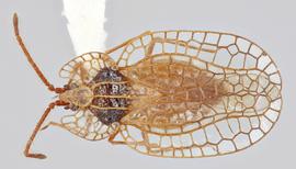   Derephysia foliacea  male, dorsal view; photo: Paul Langlois, USDA APHIS PPQ ITP Node, bugwood.org 
