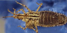   Dichocysta pictipes , ventral view; photo courtesy of USDA APHIS PPQ ITP imageID 
