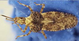   Dichocysta pictipes , dorsal view; photo courtesy of USDA APHIS PPQ ITP imageID 
