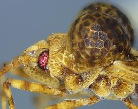   Dichocysta pictipes  head and pronotum, lateral view; photo courtesy of USDA APHIS PPQ ITP imageID 
