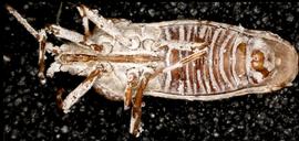   Dichocysta pictipes , ventral view; photo courtesy of USDA APHIS PPQ ITP imageID 
