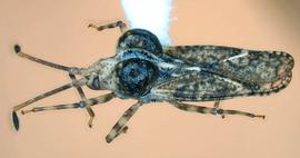   Dichocysta pictipes , lateral view; photo courtesy of USDA APHIS PPQ ITP imageID 
