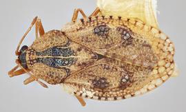   Dictyla convergens , dorsal view; photo: Paul Langlois, USDA APHIS PPQ ITP Node, bugwood.org 
