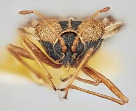   Dictyla convergens , frontal view; photo: Paul Langlois, USDA APHIS PPQ ITP Node, bugwood.org 
