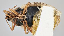   Dictyla convergens , ventral view; photo: Paul Langlois, USDA APHIS PPQ ITP Node, bugwood.org 
