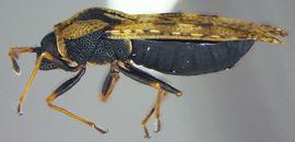   Dictyla echii , lateral view; photo courtesy of USDA APHIS PPQ ITP imageID 
