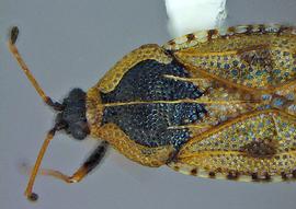   Dictyla echii  head and thorax, dorsal view; photo courtesy of USDA APHIS PPQ ITP imageID 
