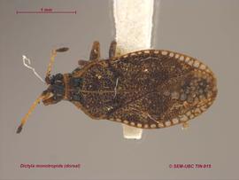   Dictyla monotropidia , dorsal view; photo: Don Griffiths, Spencer Entomological Collection, Beaty Biodiversity Museum, UBC 
