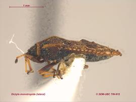   Dictyla monotropidia , lateral view; photo: Don Griffiths, Spencer Entomological Collection, Beaty Biodiversity Museum, UBC 
