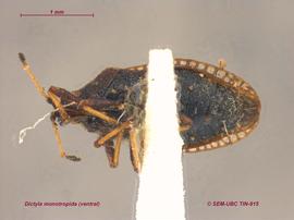   Dictyla monotropidia , ventral view; photo: Don Griffiths, Spencer Entomological Collection, Beaty Biodiversity Museum, UBC 
