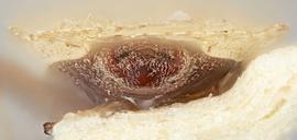   Elasmotropis testacea , caudal view; photo: Paul Langlois, USDA APHIS PPQ ITP Node, bugwood.org 
