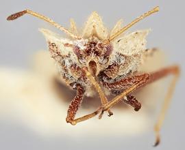   Elasmotropis testacea , frontal view; photo: Paul Langlois, USDA APHIS PPQ ITP Node, bugwood.org 
