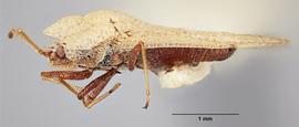   Elasmotropis testacea , lateral view; photo: Paul Langlois, USDA APHIS PPQ ITP Node, bugwood.org 
