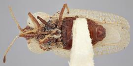   Elasmotropis testacea , ventral view; photo: Paul Langlois, USDA APHIS PPQ ITP Node, bugwood.org 
