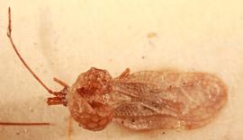   Engyotingis cybele , dorsal view; photo: Sindhu Krishnankutty 
