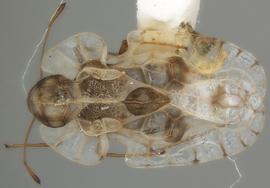   Galeatus scrophicus , dorsal view; photo courtesy of USDA APHIS PPQ ITP imageID 
