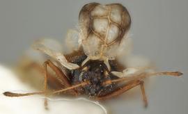   Galeatus scrophicus  head and pronotum, frontal view; photo courtesy of USDA APHIS PPQ ITP imageID 
