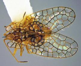   Leptobyrsa decora , dorsal view; photo courtesy of USDA APHIS PPQ ITP imageID 
