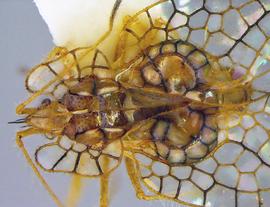   Leptobyrsa decora  head and thorax, dorsal view; photo courtesy of USDA APHIS PPQ ITP imageID 
