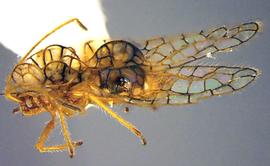   Leptobyrsa decora , lateral view; photo courtesy of USDA APHIS PPQ ITP imageID 
