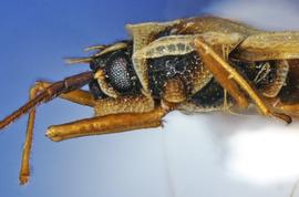   Leptodictya bambusae  head and thorax, lateral view; photo courtesy of USDA APHIS PPQ ITP imageID 
