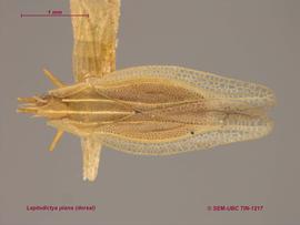   Leptodictya plana , dorsal view; photo: Don Griffiths, Spencer Entomological Collection, Beaty Biodiversity Museum, UBC 
