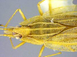   Leptodictya plana  head and thorax, dorsal view; photo courtesy of USDA APHIS PPQ ITP imageID 
